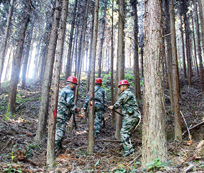 嚴(yán)把森林培育質(zhì)量關(guān)，譜寫資源培育新篇章