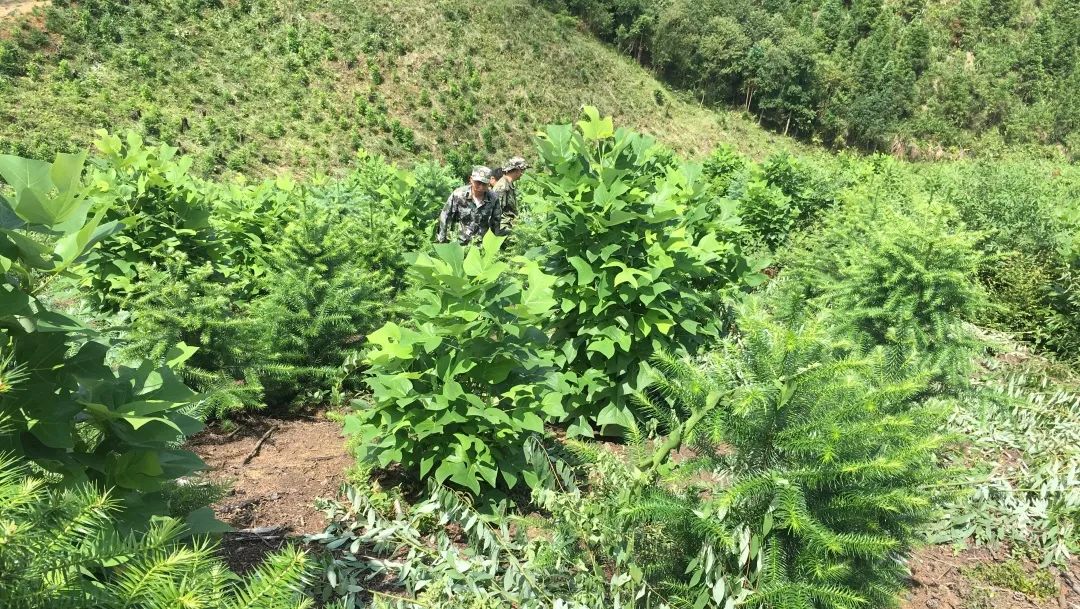 福建金森舉辦首屆“村企合作造林村民開(kāi)放日”活動(dòng)