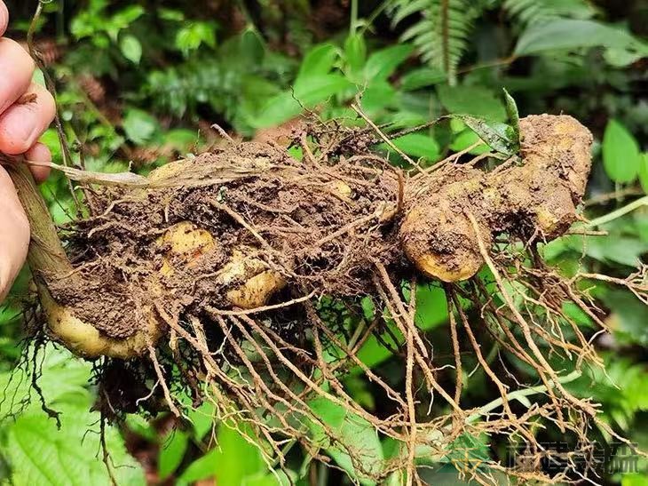 漠源琵琶丘基地黃精試種擴容！金森探索林藥共生新路徑